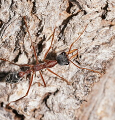 Myrmecia nigriceps