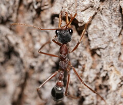 Myrmecia nigriceps