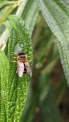 Eristalis cerealis