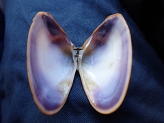 Latona deltoides