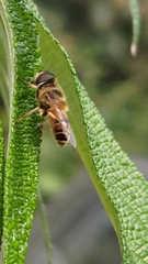 Eristalis cerealis