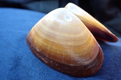 Latona deltoides