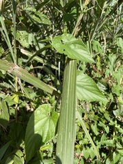 Thladiantha punctata