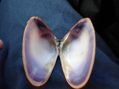 Latona deltoides