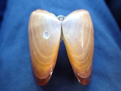 Latona deltoides