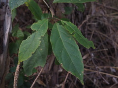 Clerodendrum tomentosum