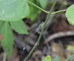 Aciagrion gracile