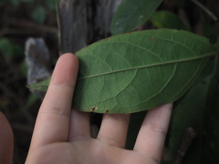 Clerodendrum tomentosum