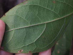 Clerodendrum tomentosum