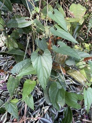 Thladiantha punctata