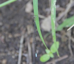 Aciagrion gracile