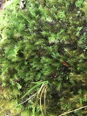 Pyrrhobryum spiniforme