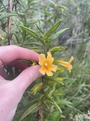 Diplacus aurantiacus