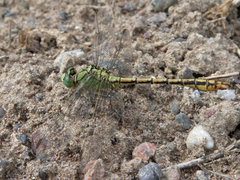 Ophiogomphus reductus