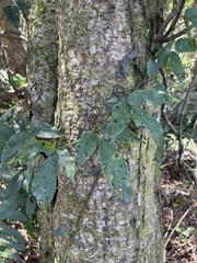 Tetrastigma hemsleyanum