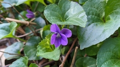 Viola sororia