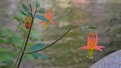 Aquilegia formosa