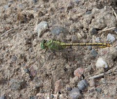 Ophiogomphus reductus