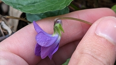 Viola sororia
