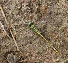 Ophiogomphus reductus