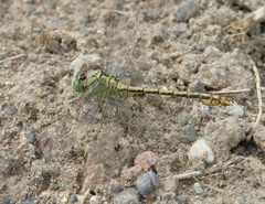 Ophiogomphus reductus
