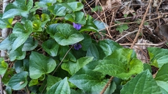 Viola sororia
