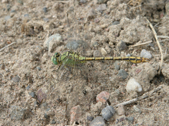 Ophiogomphus reductus