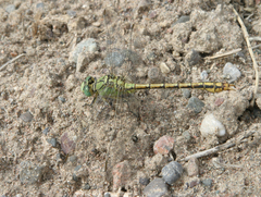 Ophiogomphus reductus