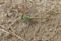Ophiogomphus reductus