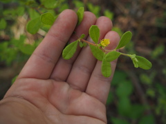 Hibbertia aspera