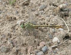 Ophiogomphus reductus