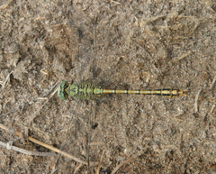 Ophiogomphus reductus