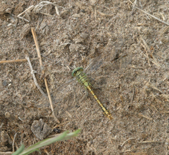 Ophiogomphus reductus