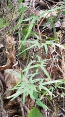 Lygodium japonicum