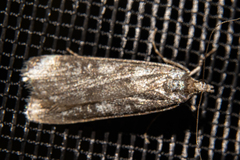 Eudonia cataxesta