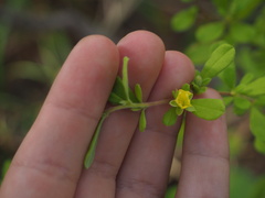Hibbertia aspera