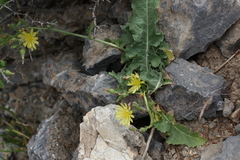 Lactuca crambifolia