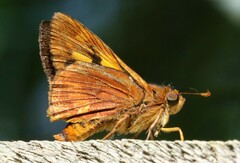 Cephrenes augiades
