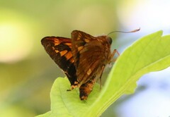 Cephrenes augiades