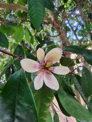 Magnolia figo