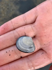 Macomona liliana