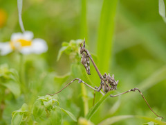 Empusa fasciata