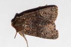 Ichneutica agorastis