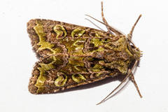 Ichneutica chlorodonta