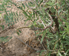 Ophiogomphus reductus