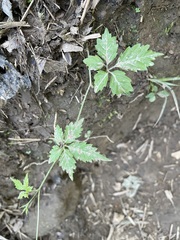 Gynostemma pentaphyllum