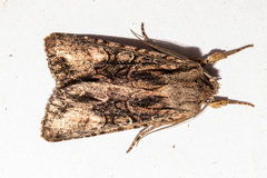 Ichneutica mutans