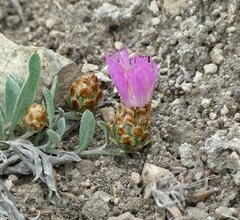 Psephellus carbonatus