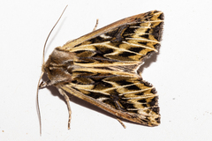 Ichneutica oliveri