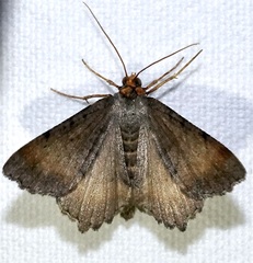 Macaria transitaria